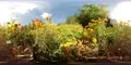 360 VR Low angle middle between yellow flowers crawling flying insects 4k or 4k+ Resolution