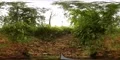 360 VR Low angle shot nature reserve thicket with timelapse camera in action 4k or 4k+ Resolution