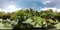 360 VR Low angle windy curly kale with butterflys botanic garden 4k or 4k+ Resolution