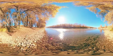 360 VR Mountain river bank full of young birch trees and grass and leaves on the Stock Footage 292800399