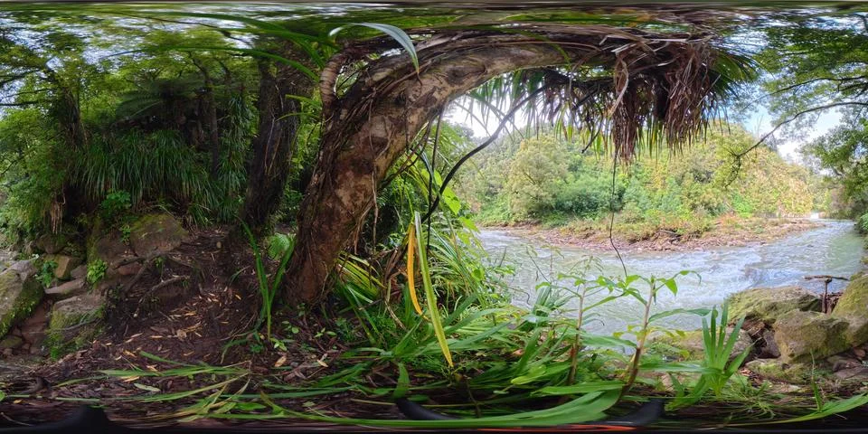 360 VR Panorama NZ Native Bush Path Surrounded by Trees New Zealand Foto stock