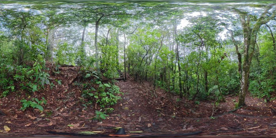 360 VR Panorama Sparse Forest with Fallen Leaves and Bare Trees New Zealand Stock Photos