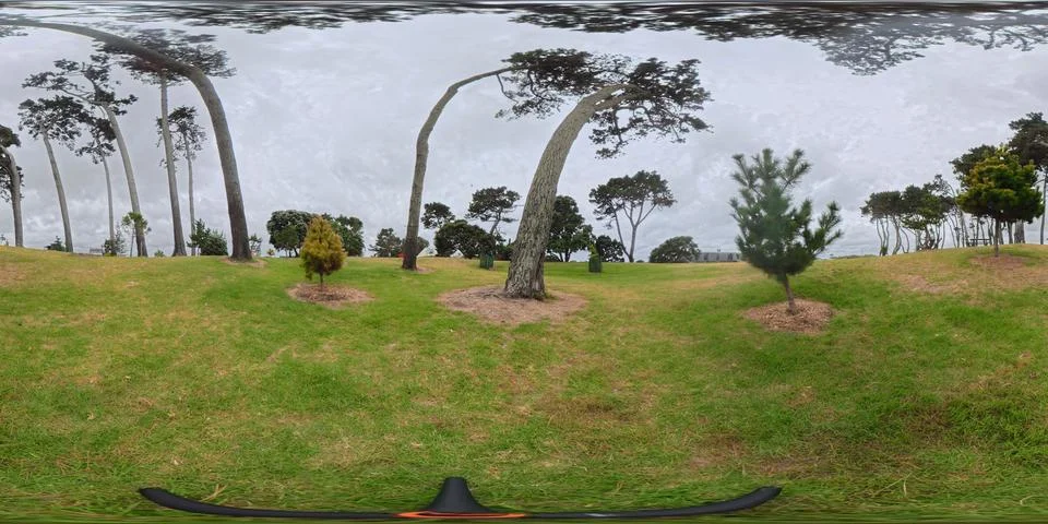 360 VR Panoramic Wind-Bent Trees on Coastal Grassland, New Zealand Foto stock