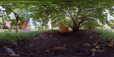 360 VR Red Chicken Hen Walking Under A Bush, Tranquil Scene, Slow Pan Video stock 160684917