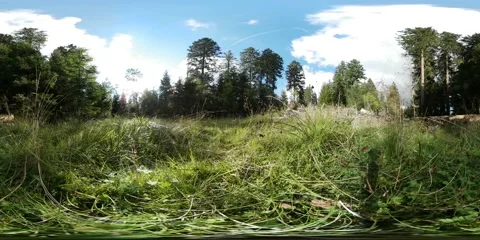 360 VR Relaxing nature in mountain range Harz with flying bee Stock Footage