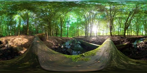 360 VR small stream flowing through beech forest in bright summer sunlight Vídeo Stock 343241679