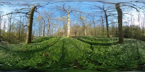 360 VR - Spring Day in Forest with White Anemones Vidéo 89569104