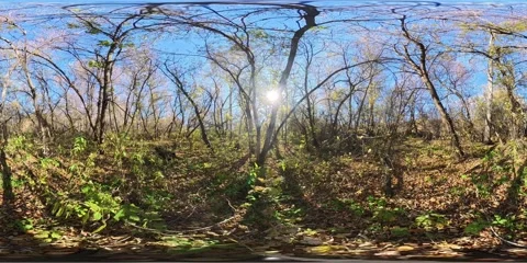 360 VR Sun shining through trees in forest in autumn season Stock Footage 304890464