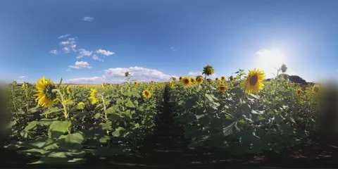 360 VR Sunflowers Stock Footage 281174921