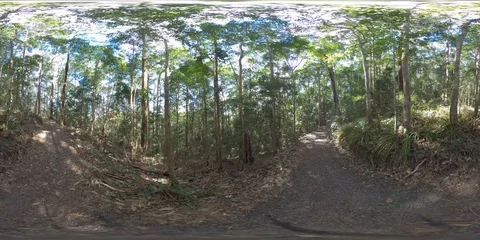 360  VR Tranquil peaceful Forest shot on tripod  Queensland Australia Stock Footage 116469147