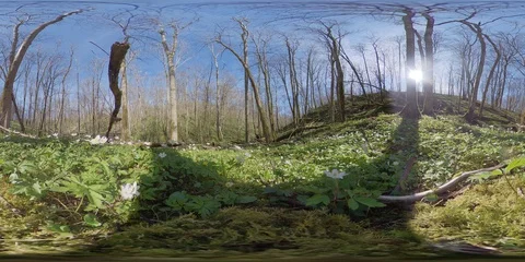 360 VR Valley filled with White Flower, Wood Anemone, Spring concept Stock Footage 129730504