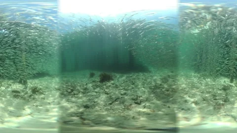 360 VR Video of Topical Fish Next to a Pier - Sub B V0780086 Stock Footage 158400316