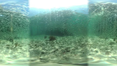 360 VR Video of Topical Fish next to a Pier V0780086 Stockbeeldmateriaal 158400359