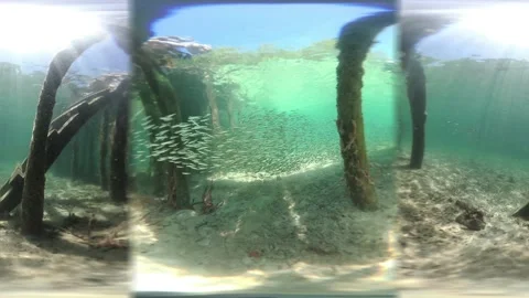 360 VR Video of Topical Fish Under Pier - Sub B V0770085 Stockbeeldmateriaal 158401040