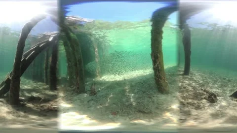 360 VR Video of Topical Fish Under Pier - Sub A V0770085 Stock Footage 158401863
