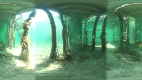 360 VR Video of Topical Fish Under Pier V0750083 Stockbeeldmateriaal 158402032