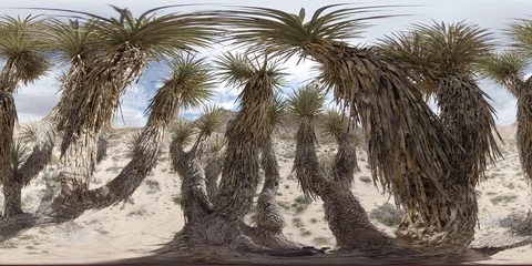 360° VR View from the top Joshua Tree Stock Footage 108509161