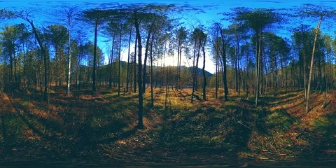 360 VR virtual reality of a wild mountains, pine forest and river flows Stock Footage 94250200