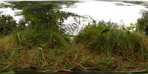 360 VR Wind in grass and trees low angle shot nature reserve with lake Video stock 67311580