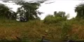 360 VR Wind in grass and trees low angle shot nature reserve with lake 4k or 4k+ Resolution