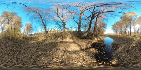 360 VR Yellow forest in a flat field full of young birch trees and leaves on the Stock Footage 287986187