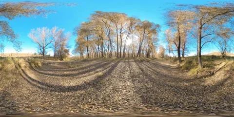360 VR Yellow forest in a flat field full of young birch trees and leaves on the Stock Footage 292872365