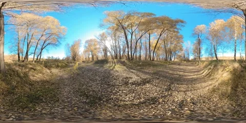 360 VR Yellow forest in a flat field full of young birch trees and leaves on the Stock Footage 292900498