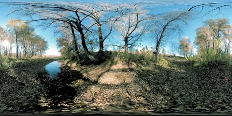 360 VR Yellow forest in a flat field full of young birch trees and leaves on the Stock Footage 292900541