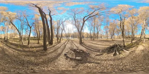 360 VR Yellow forest in a mountain field full of young birch trees and leaves on Stock Footage 292767994
