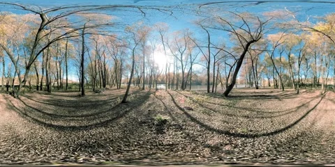 360 VR Yellow forest in a mountain field full of young birch trees and leaves on Stock Footage 307576420