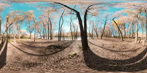 360 VR Yellow forest in a mountain field full of young birch trees and leaves on Stock Footage 307576496
