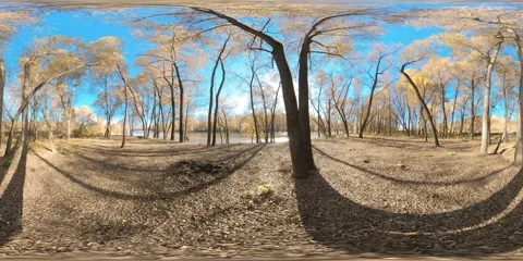 360 VR Yellow forest in a mountain field full of young birch trees and leaves on Stock Footage 311527032
