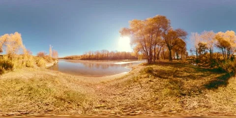 360 VR Yellow mountain river bank full of young birch trees and leaves on the Stock Footage 307576343