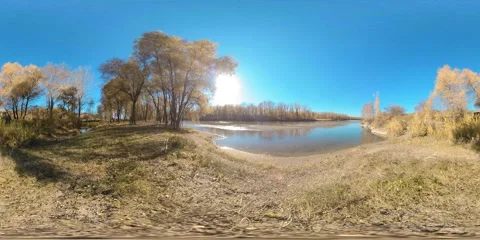 360 VR Yellow mountain river bank full of young birch trees and leaves on the Stock Footage 311554532