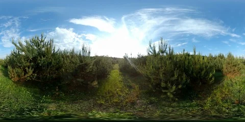 360 vr Young pines in field grass hot summer day 4k Stock Footage 89943067