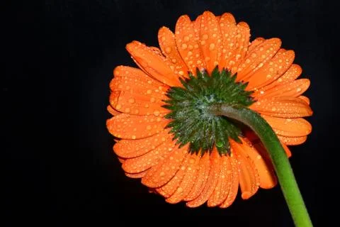 3601-orange gerber Stock Photos