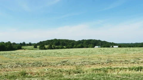 3603 Hay Field Cut Ready For Harvest Baling, 4K Stock Footage 50232175