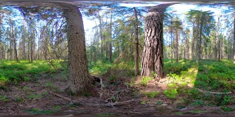 360VR 360 VR The big trunk of a tree inside the forest Vídeo Stock 92434344