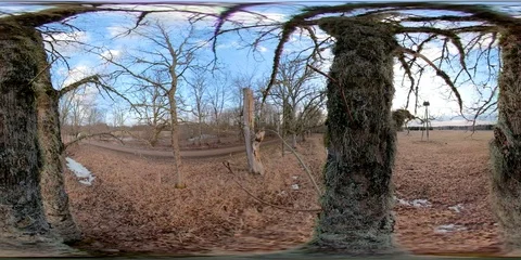 360VR 360 VR The dried trunks of the trees on the forest area Stock Footage 92498776