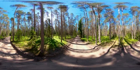360VR 360 VR The pathway inside the forest on a 360 view Stock Footage 92435015