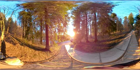 360VR 360 VR Tall spruce trees on the side of the road on a sunny day Stock Footage 92484201