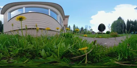 360VR 360 VR The yellow dandelion flowers on the grassy lawn Stock Footage 92434349