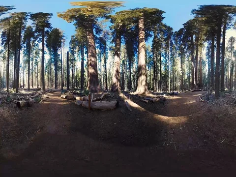 360/VR 360VR Redwood Trees Stock Footage 76749998