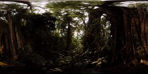360VR 4K Congolese Jungle Floor Environmental Stock Footage