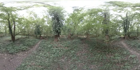 360VR 4K In The Woods Video stock 94334168