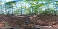 360VR Colorfull green autumn season beech trees forest environment 4k or 4k+ Resolution