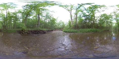 360VR of dogs playing joyfully in river nature forest Video stock 108545217