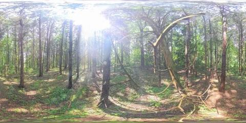 360VR. Elevated Perspective in a Pine Evergreen Forest, at  2x Speed. Video stock 312279511