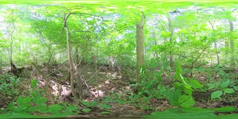360VR. Forest View NEar a Down Tree. Woodland 360 Video. 3x Speed. Stock Footage 311826796
