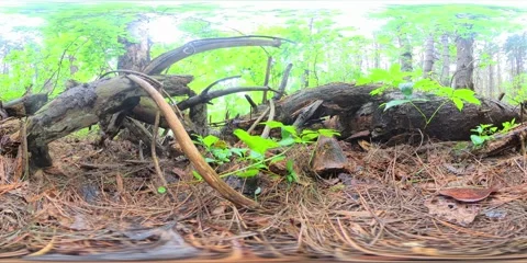 360VR, Ground Perspective in Pine Needles in Evergreen Forest. Stock Footage 312279488